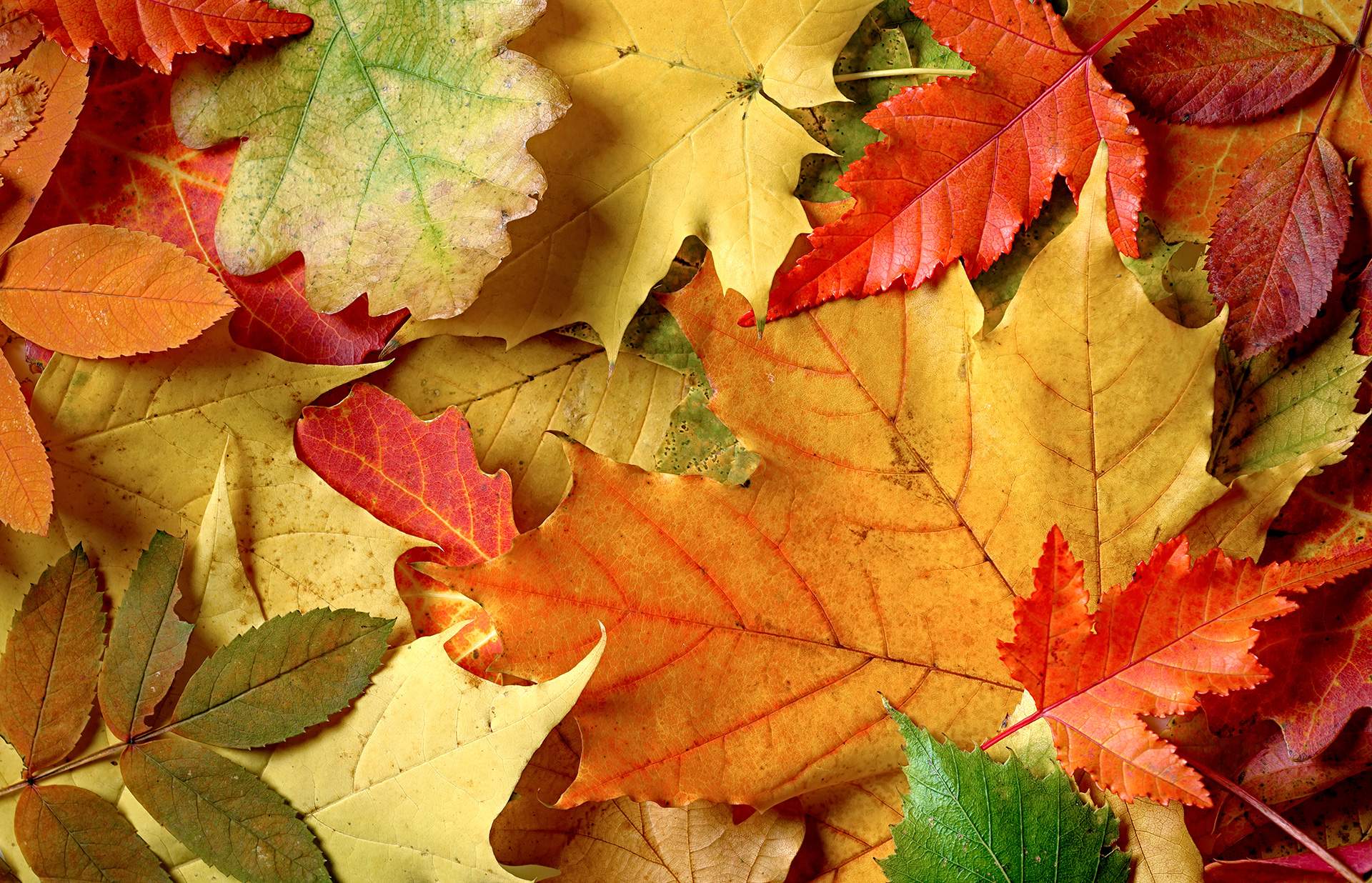 dirks-bio-kiste-slider-herbst.jpg