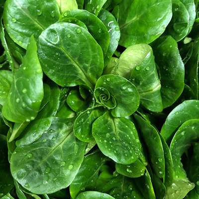 Feldsalat (ungeputzt)