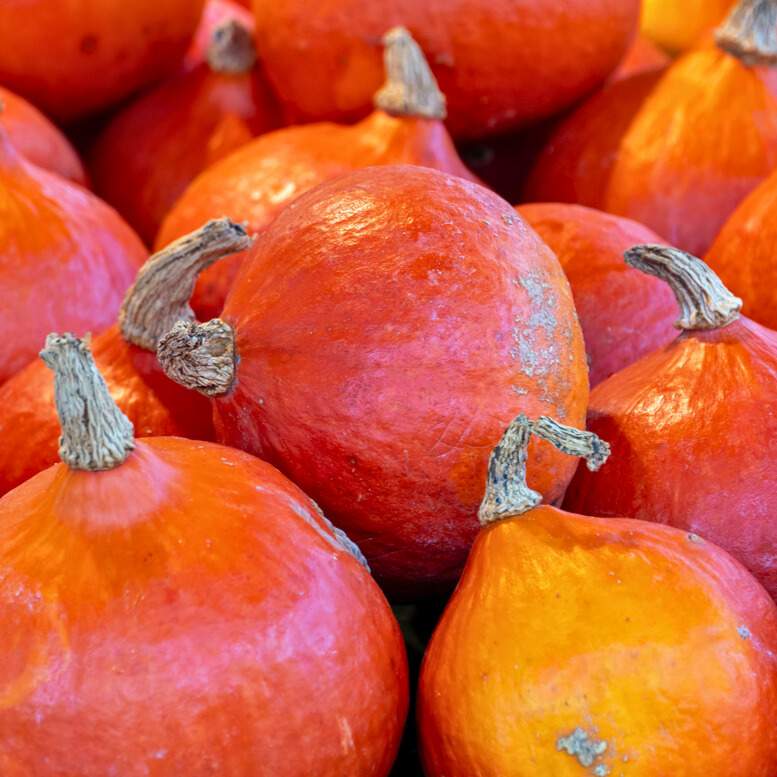 Sommer-Hokkaido orange