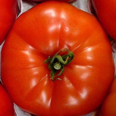 Fleischtomaten