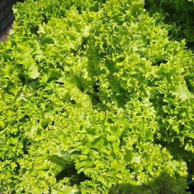 Lollo Salat