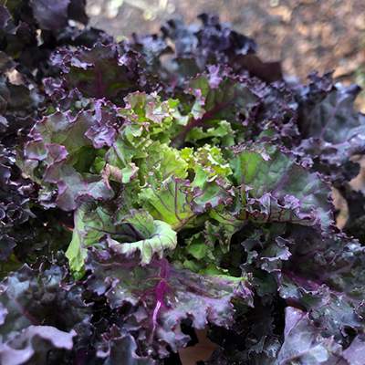 Flower Sprouts Kronen