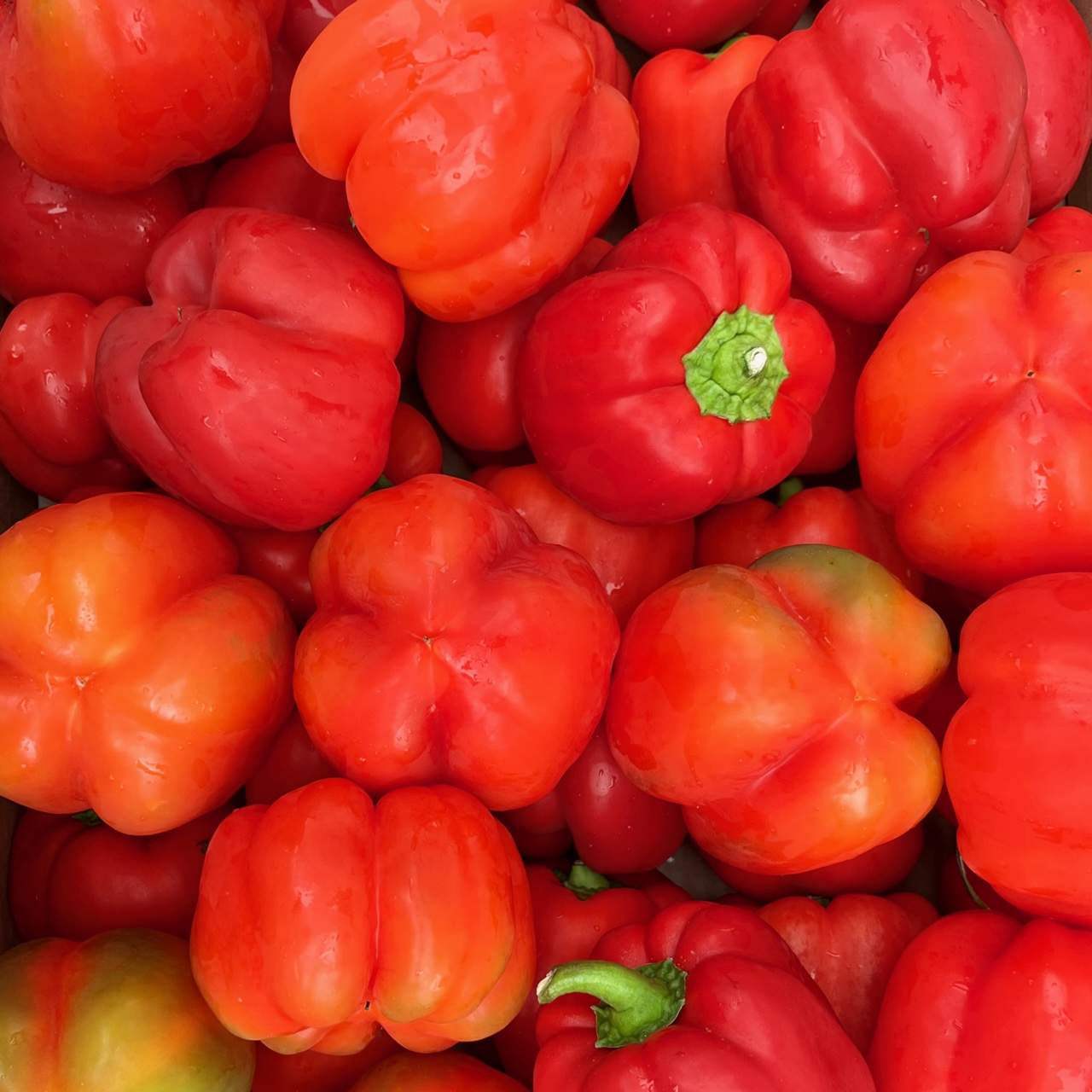 Paprika rot