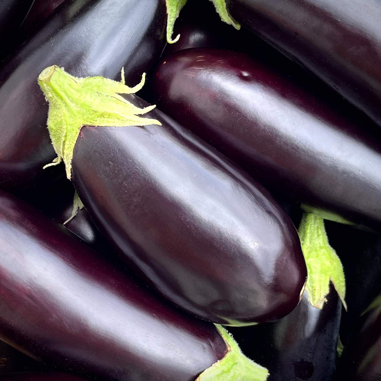 Aubergine