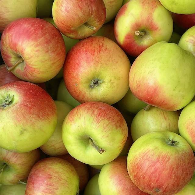 Äpfel Gerlinde