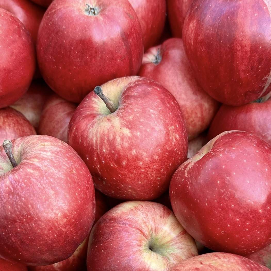 Äpfel Gala