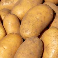 Frühkartoffeln vfk 1 kg (Colomba)