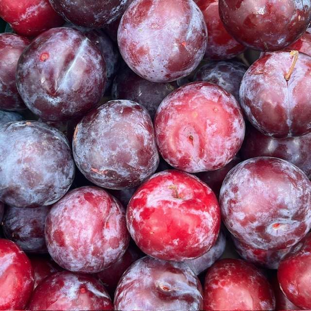 Pflaumen rot/violett