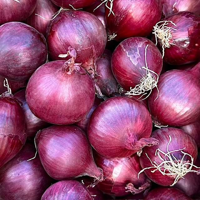 Zwiebel rot