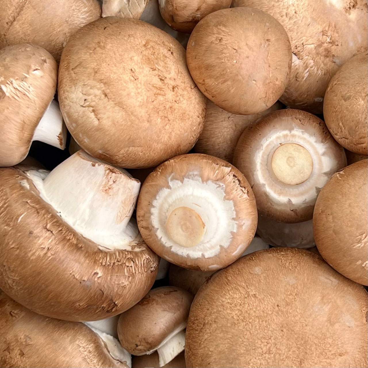 Steinchampignon