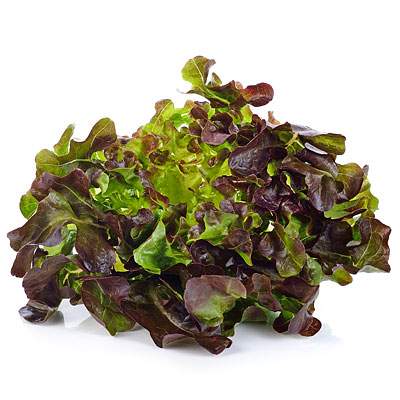 Eichblatt Salat rot