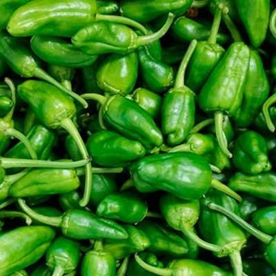 Pimientos de Padrón (Bratpaprika)
