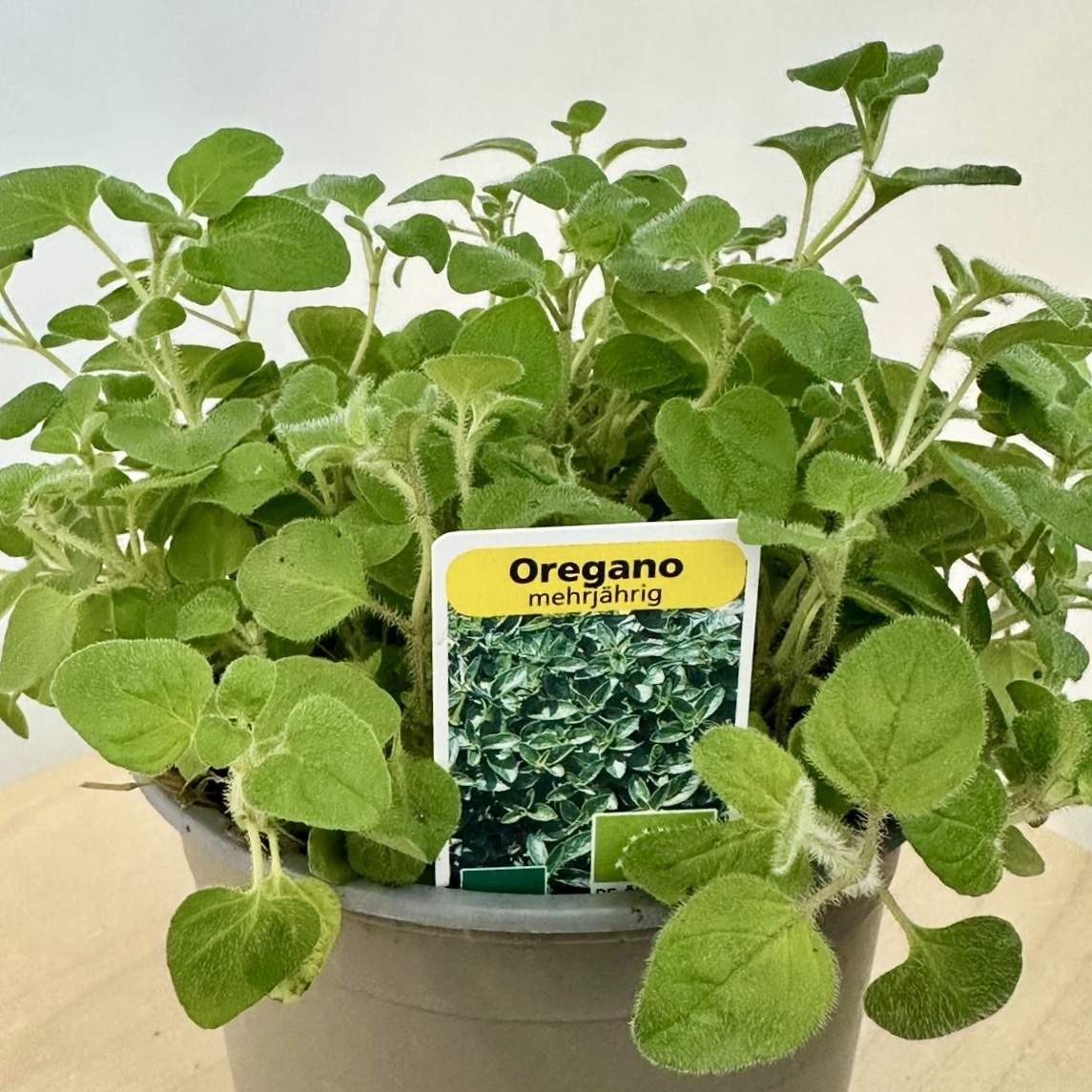 Oregano im Topf