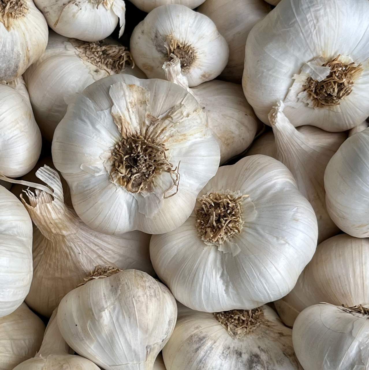 Knoblauch