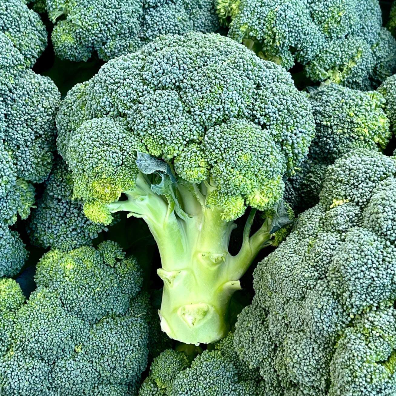 Broccoli