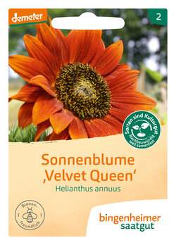Sonnenblume Velvet Queen (Saatgut)