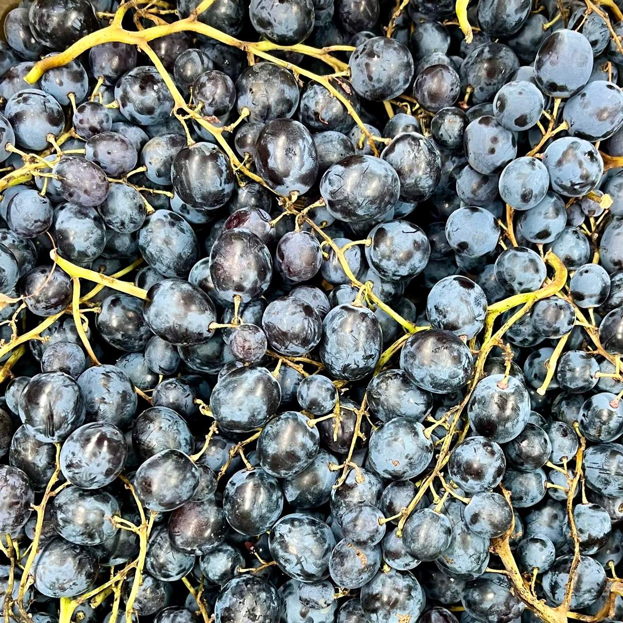 Trauben blau Muscat