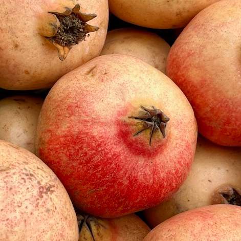 Granatapfel