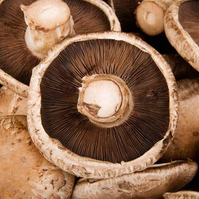 Portobello Riesenchampignon