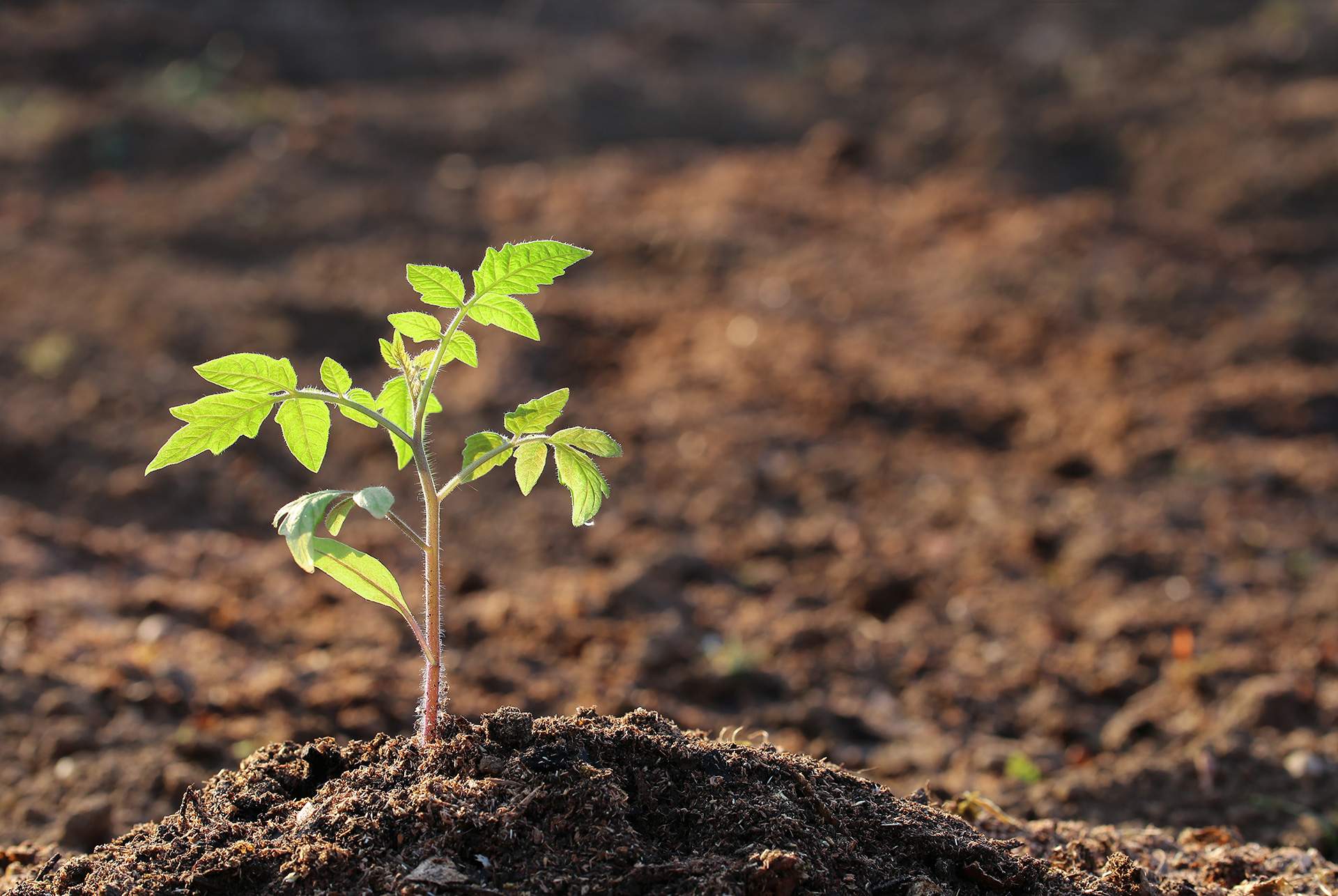 dirks-bio-kiste-slider-jungpflanze-tomate.jpg