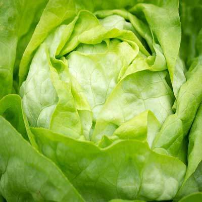 Kopfsalat grün