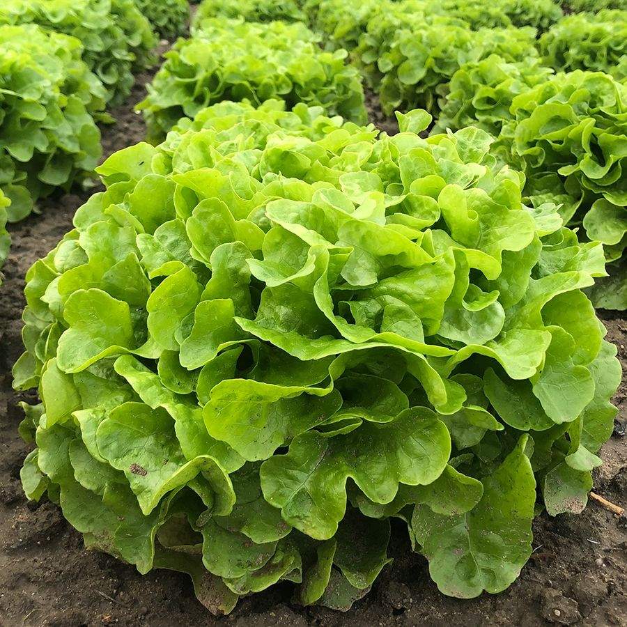 Eichblatt Salat grün