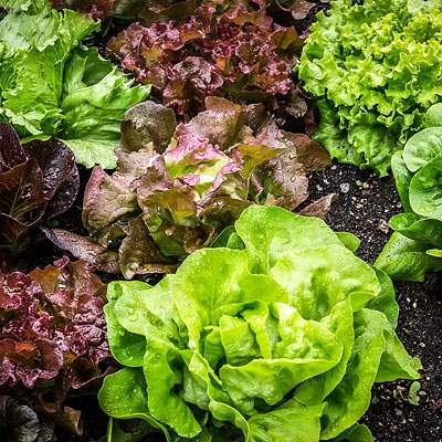 Salat
