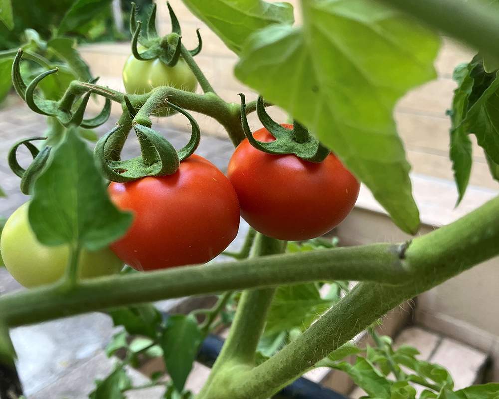 dirks-bio-kiste-tomatenanzucht-kundin-2026.jpg