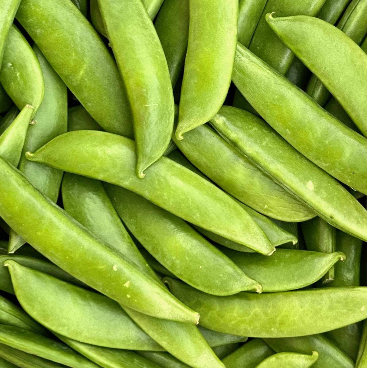 Zuckererbsen (Zuckerschoten)