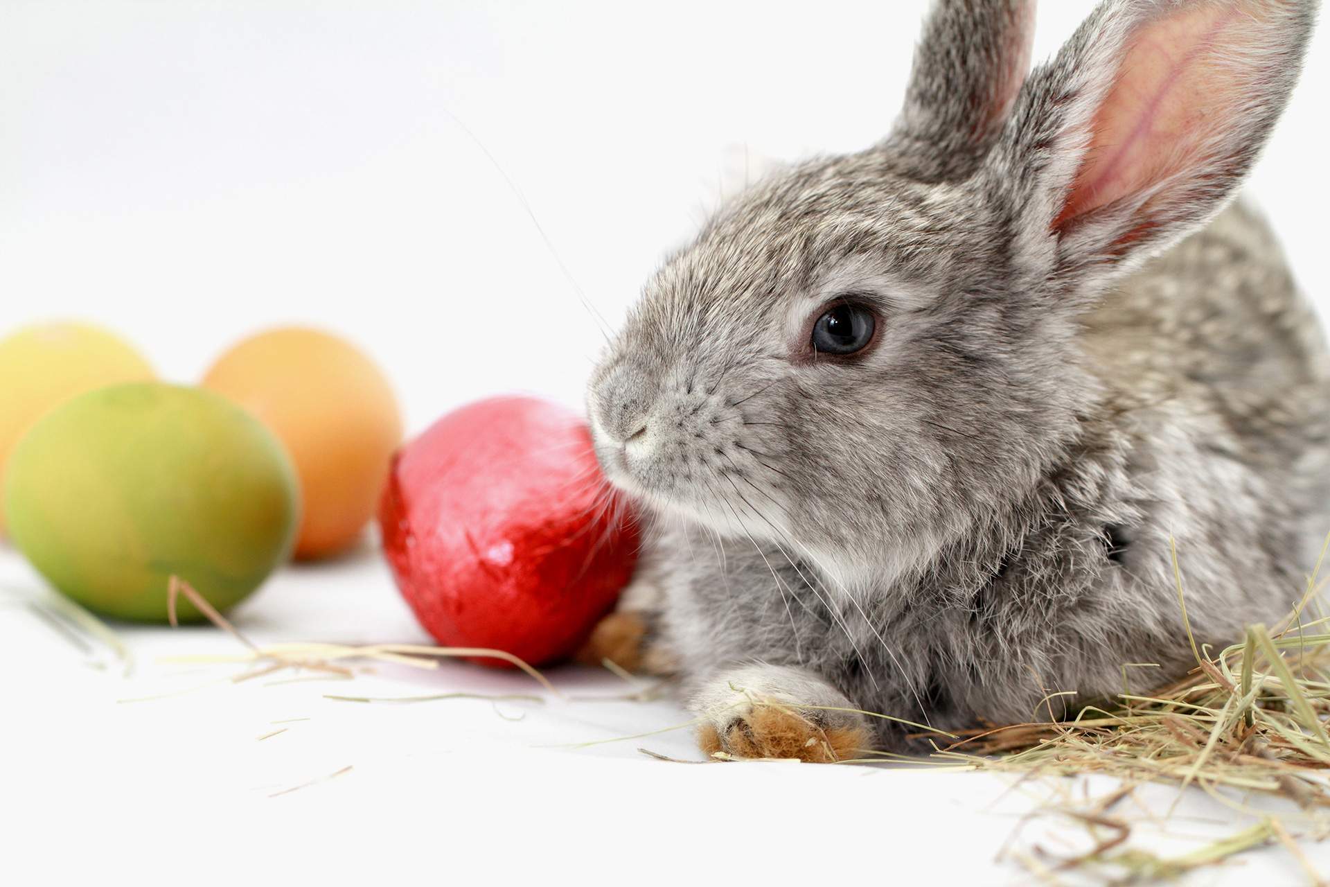 dirks-bio-kiste-slider-ostereier-osterhase.jpg