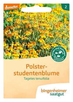 Polsterstudentenblume (Saatgut)