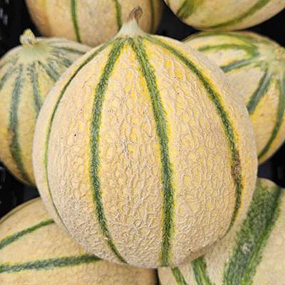 Melone Cantaloup