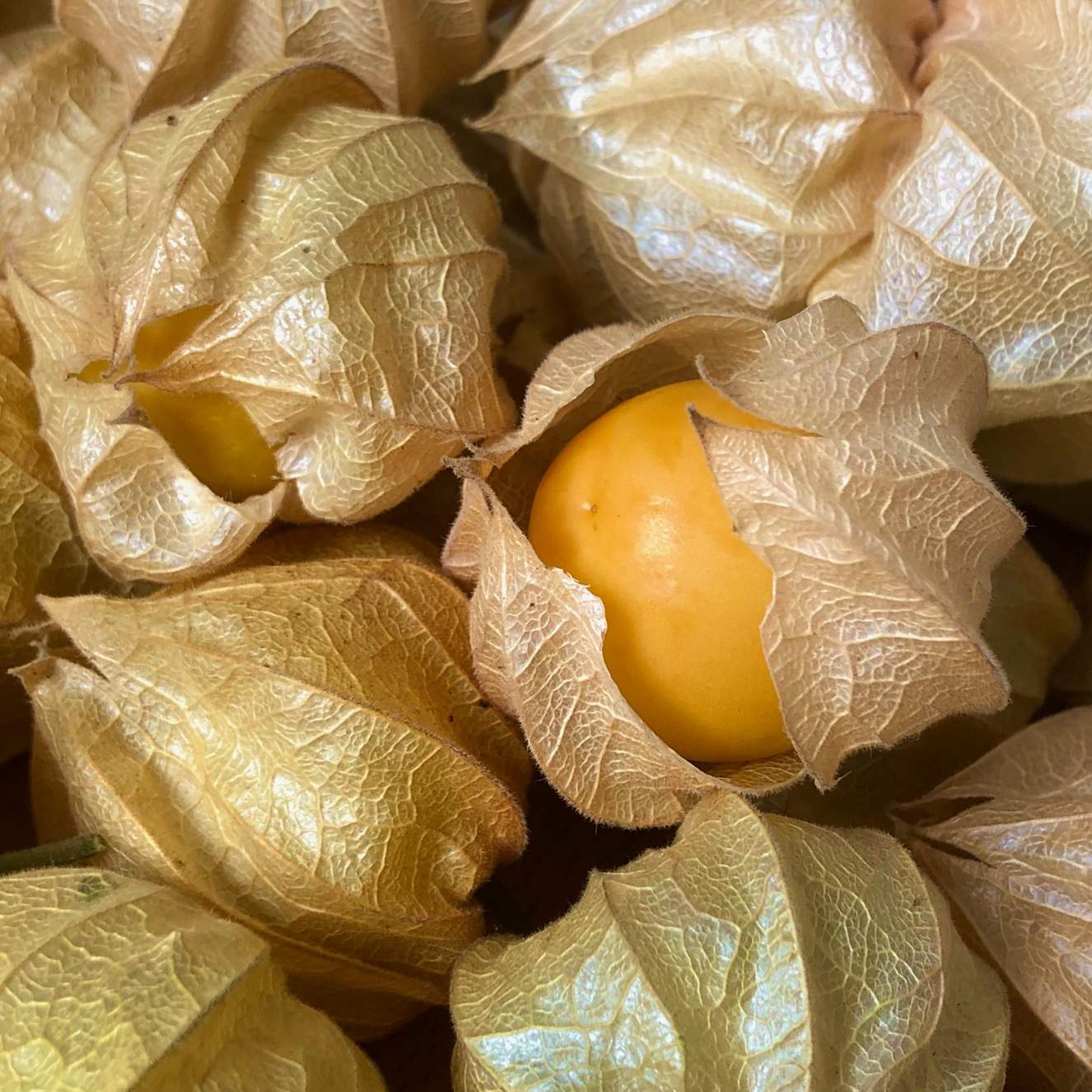 Physalis Schale