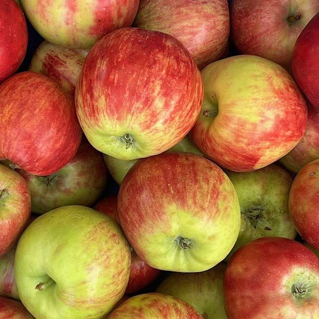Äpfel Gravensteiner