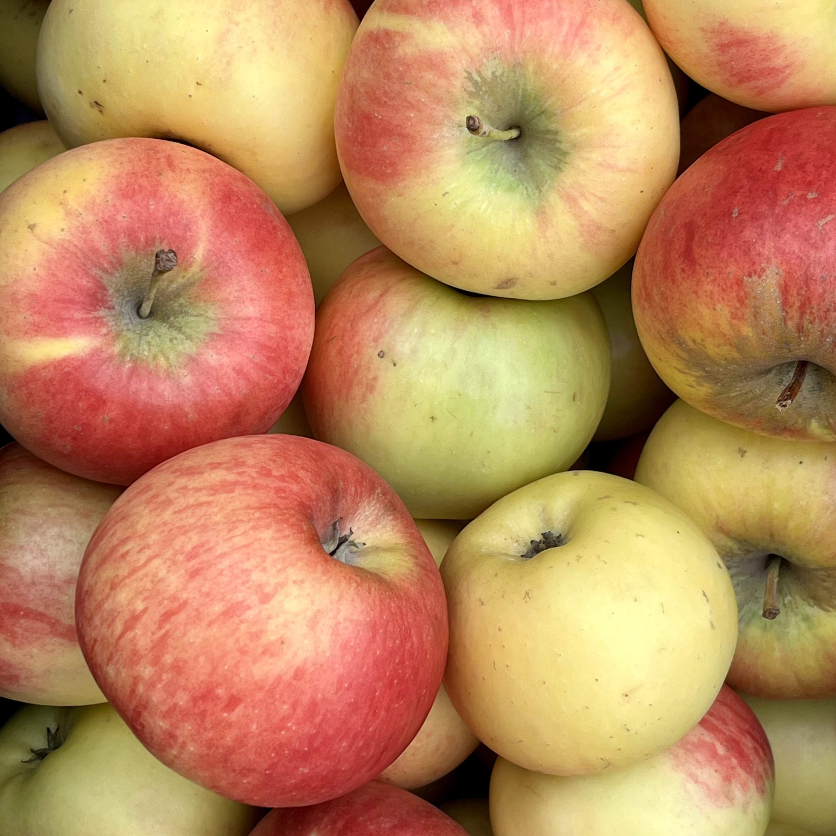 Äpfel Elstar