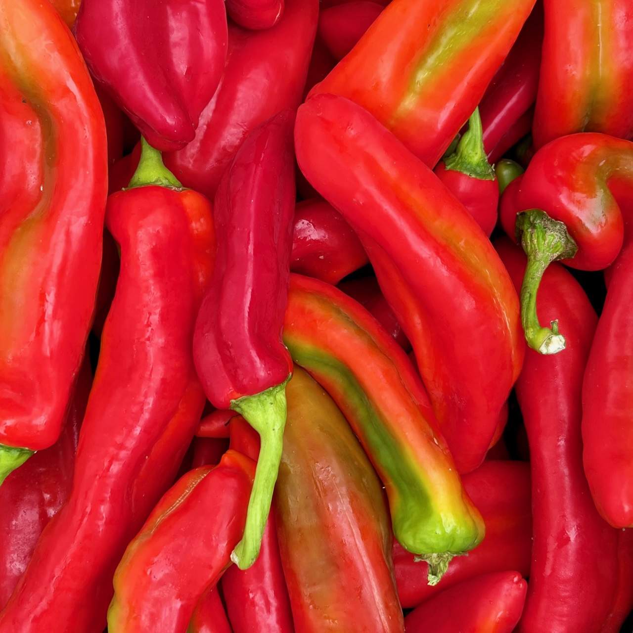 Paprika rot spitz