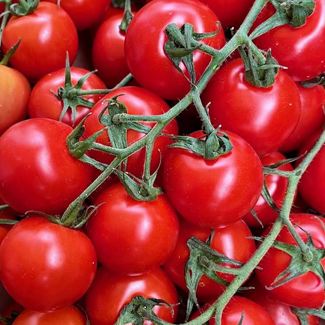 Cocktailtomaten am Strauch