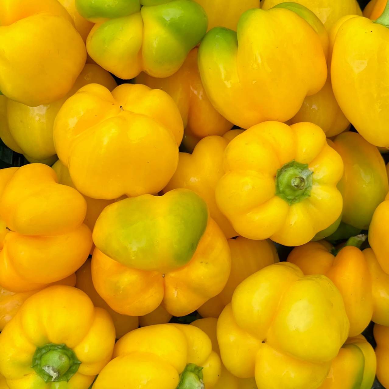 Paprika gelb