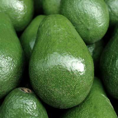 Avocado Raingrown