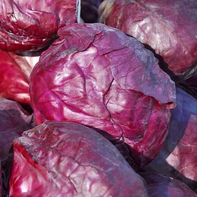 Sommer-Rotkohl