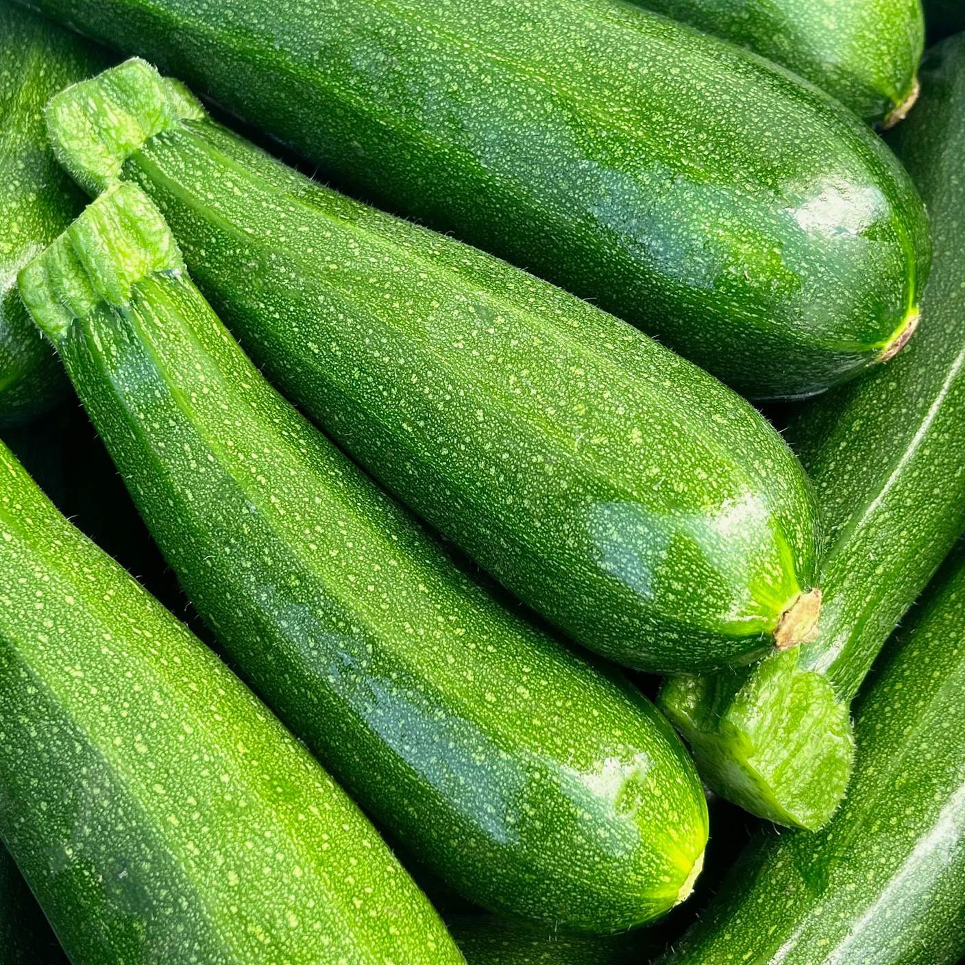 Zucchini