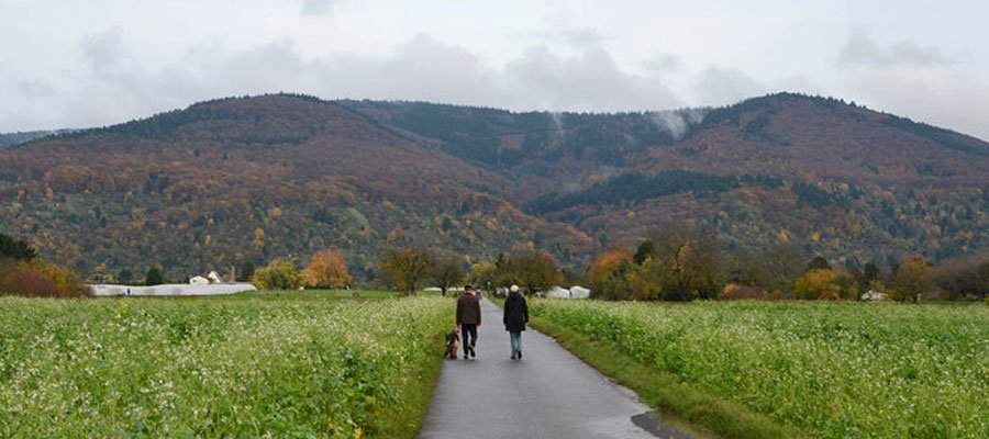 petition-handschuhsheimer-feld.jpg