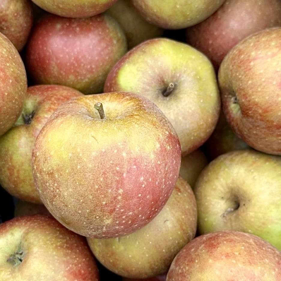 Äpfel Boskoop