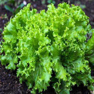 Lollo Bionda Salat
