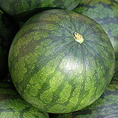 Wassermelone groß
