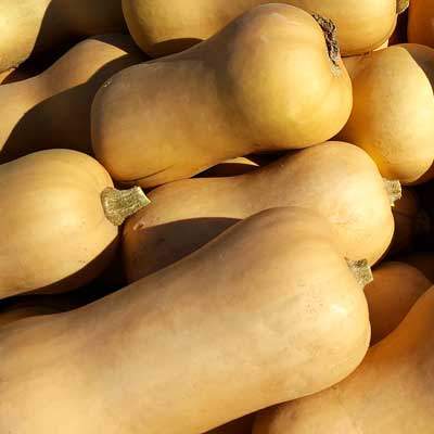 Kürbis Butternut