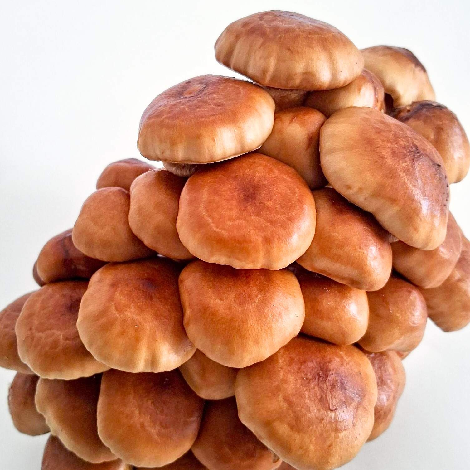 Goldkäppchen (Nameko)