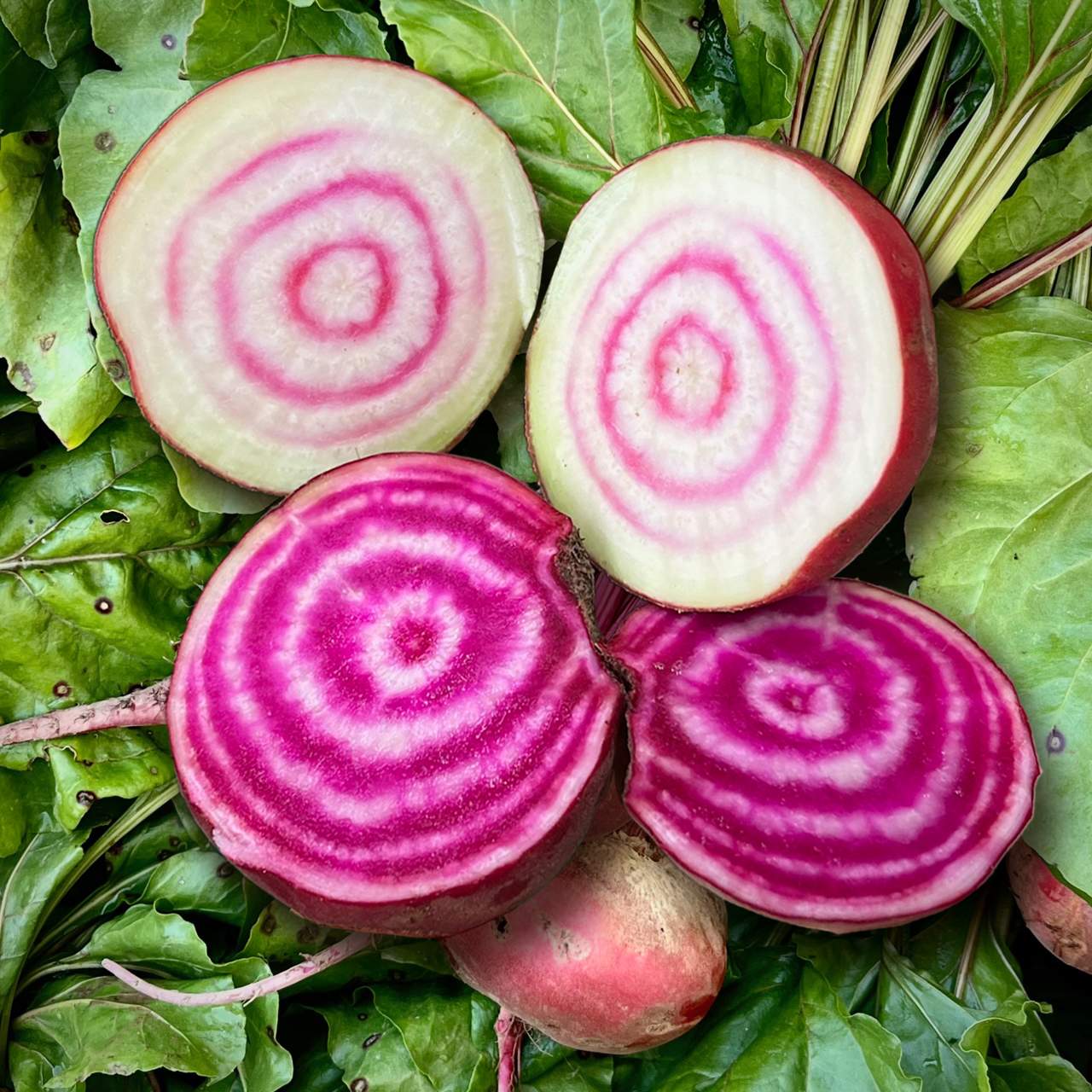 Ringelbete Chioggia
