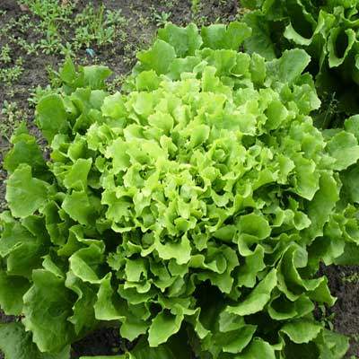 Endivien Salat