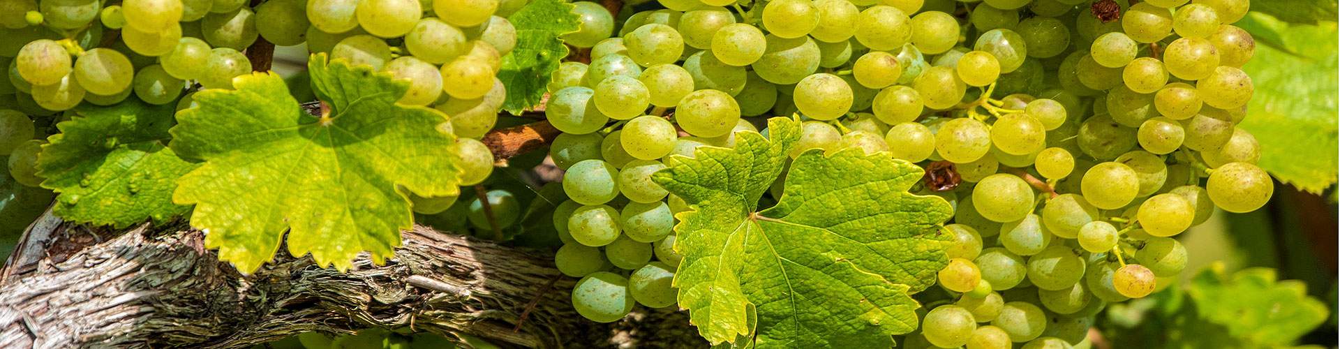 dirksbiokiste-bio-weingut-kuntz.jpg